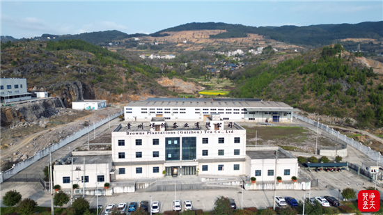 思南出口茶企全力赶制新春出口“第一单”