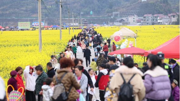 铜仁市碧江瓦屋：油菜花开处 共叙民族团结情